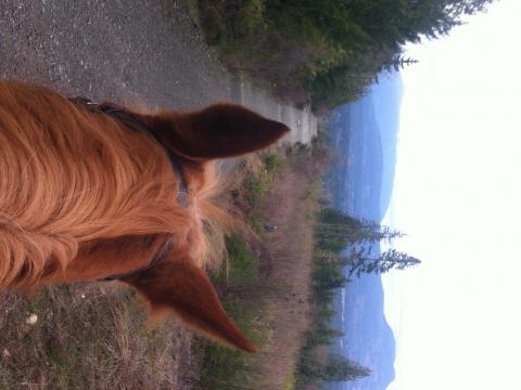 Up on Lois Lake Rd. (Duncan) on Sunday, view across the Cowichan Valley to Mt. Prevost